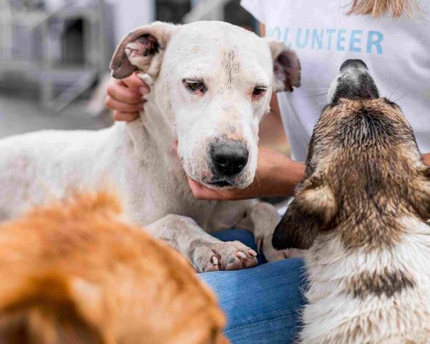 Preventing Animal Cruelty