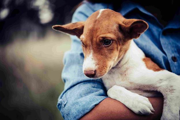 Providing Animal Care Guidance
