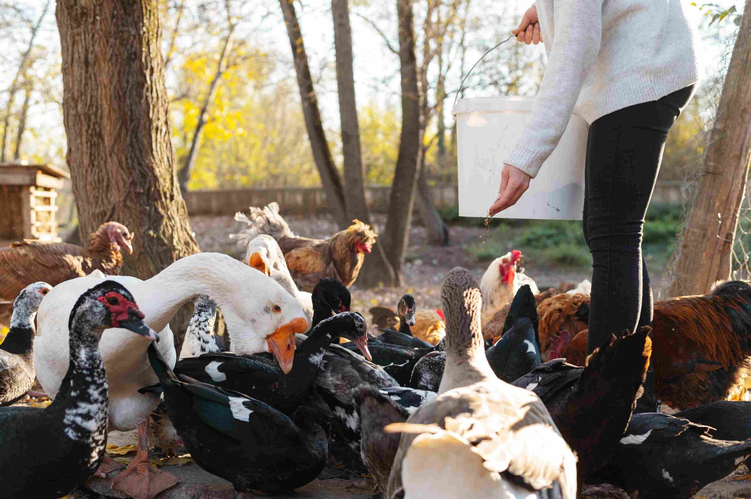 Animal Rights in California