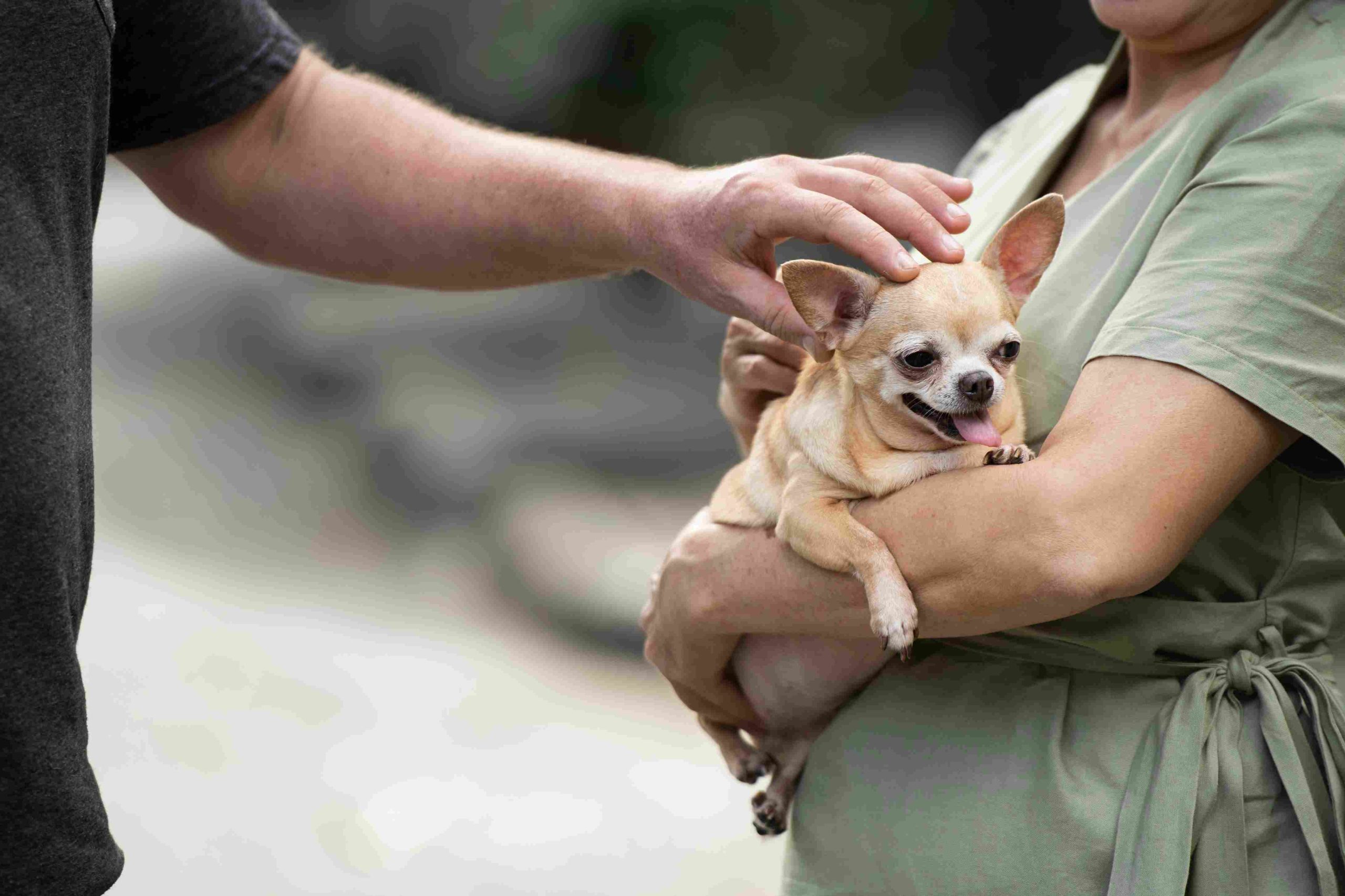 Understanding Animal Law